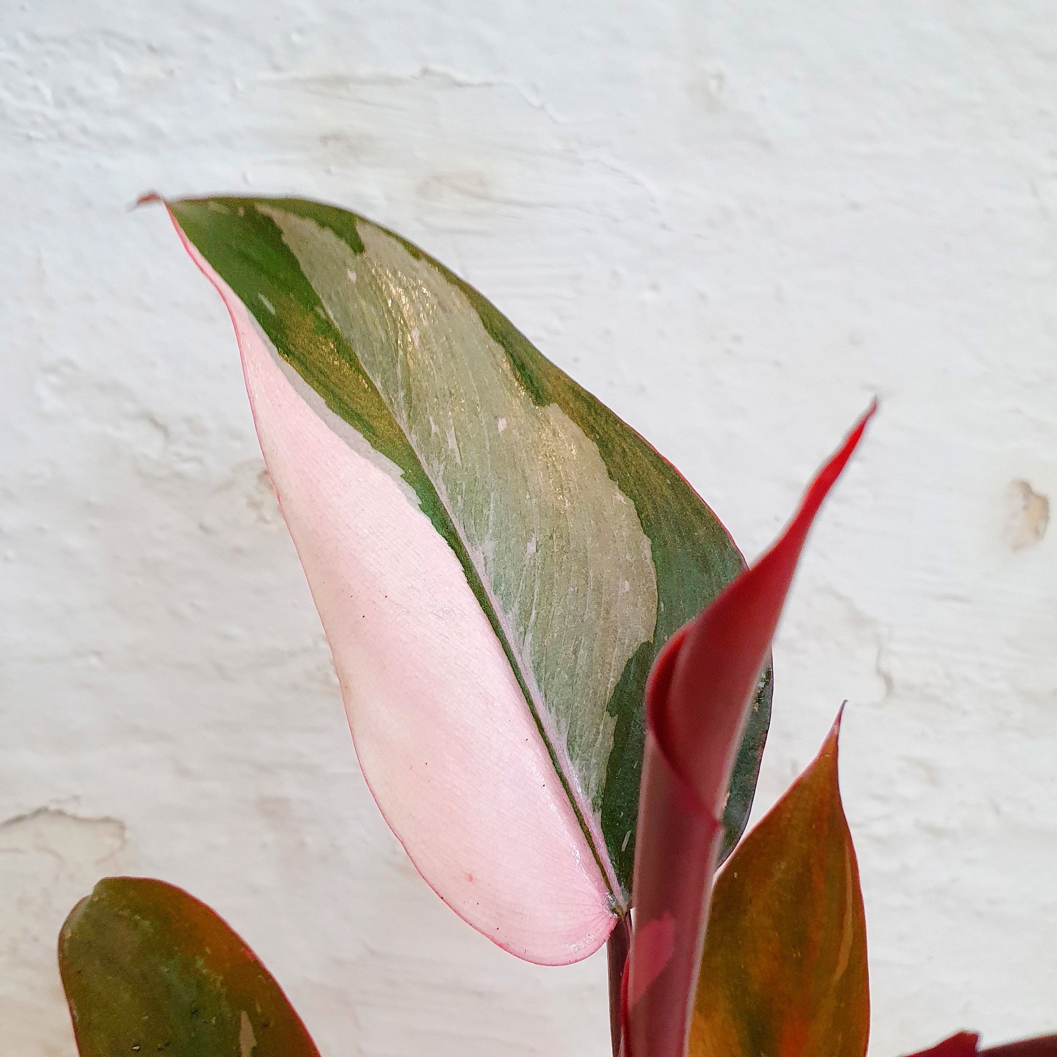 Philodendron erubescens 'Pink Princess' -13cm pot